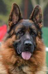 Inzerce psů Německý ovčák štěňata Rokycany