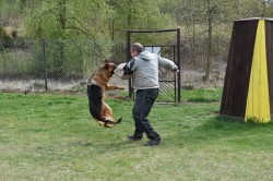 Německý ovčák štěňata Rokycany