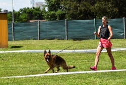 Německý ovčák štěňata Rokycany