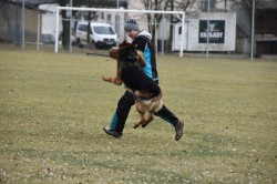 Německý ovčák štěňata Rokycany