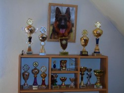 Německý ovčák štěňata Rokycany