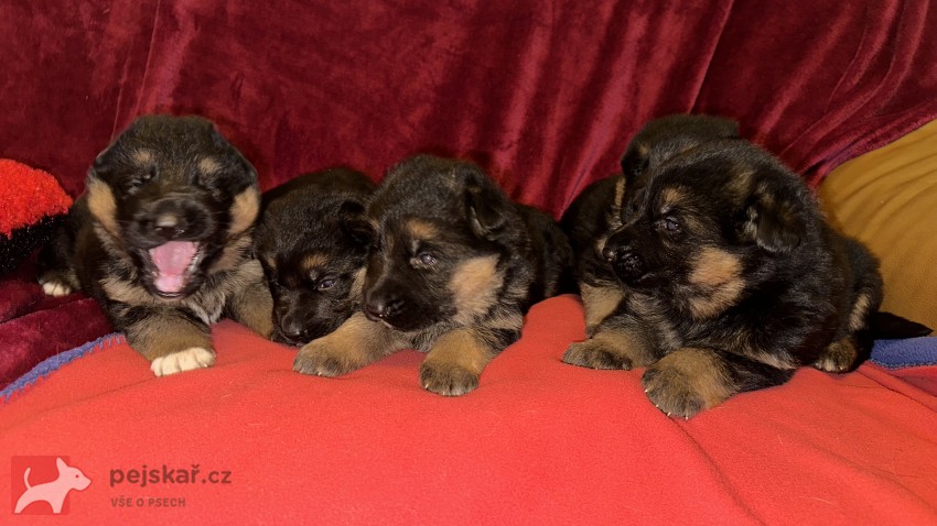 německý ovčák štěňátka s PP