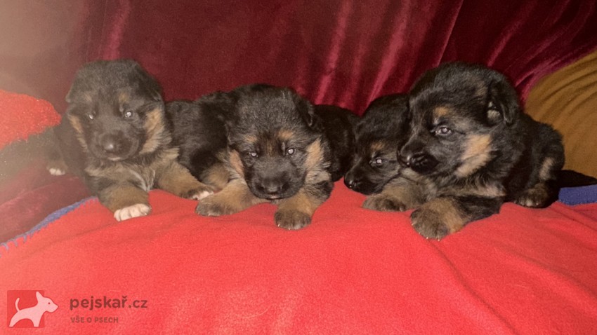 německý ovčák štěňátka s PP