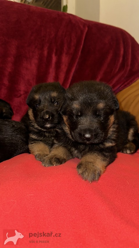 německý ovčák štěňátka s PP