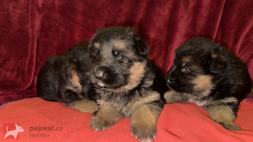 německý ovčák štěňátka s PP