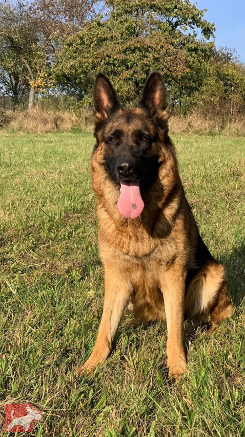 německý ovčák štěňátka s PP