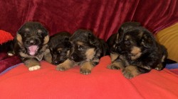 Inzerce psů německý ovčák štěňátka s PP