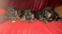 německý ovčák štěňátka s PP