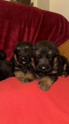 německý ovčák štěňátka s PP