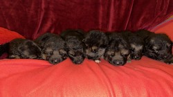 německý ovčák štěňátka s PP