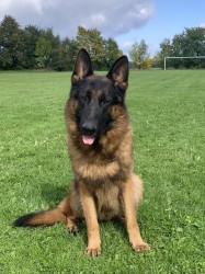 německý ovčák štěňátka s PP