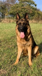 německý ovčák štěňátka s PP