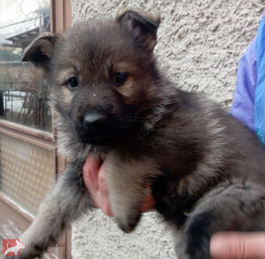 Německý ovčák štěnata s pp