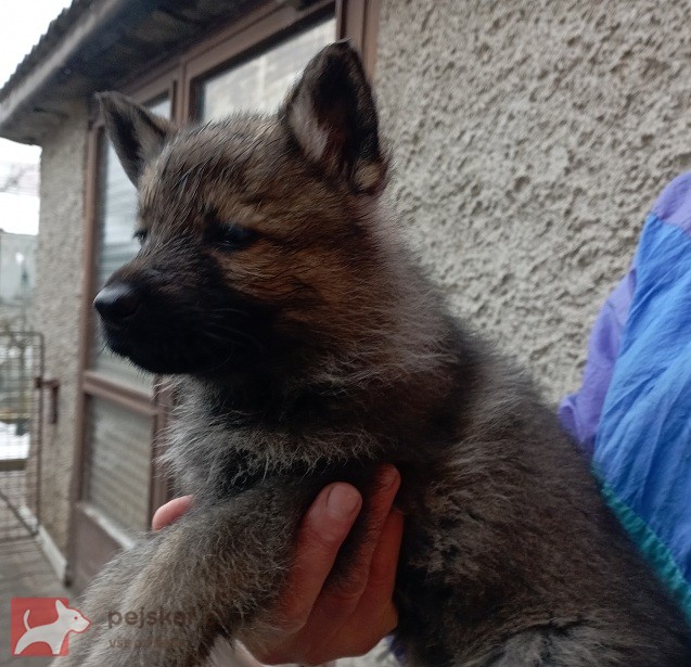 Německý ovčák štěnata s pp