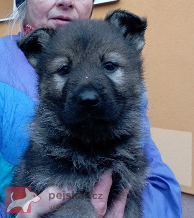 Německý ovčák štěnata s pp