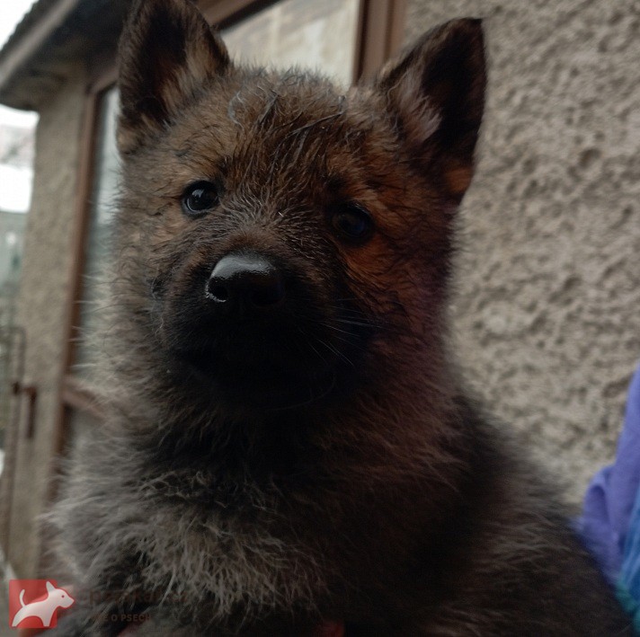 Německý ovčák štěnata s pp