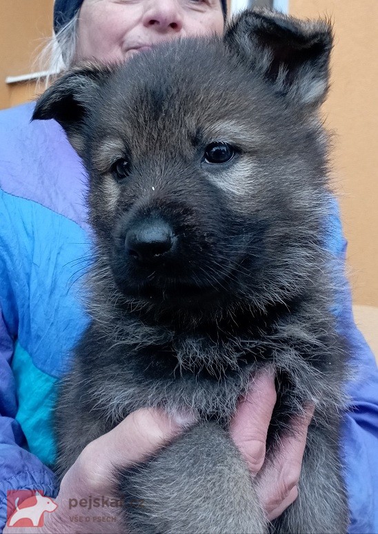 Německý ovčák štěnata s pp
