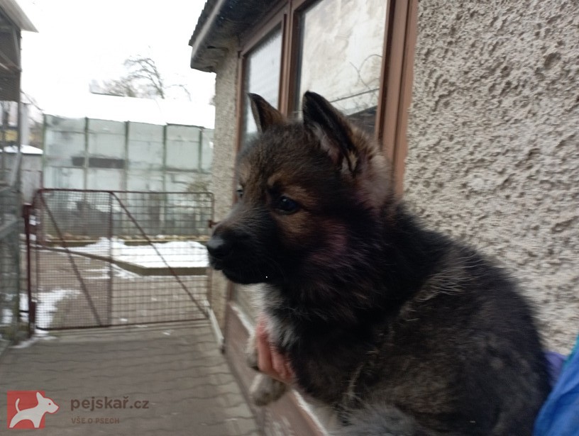 Německý ovčák štěnata s pp