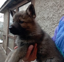 Německý ovčák štěnata s pp