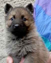 Německý ovčák štěnata s pp