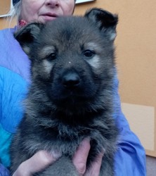 Německý ovčák štěnata s pp