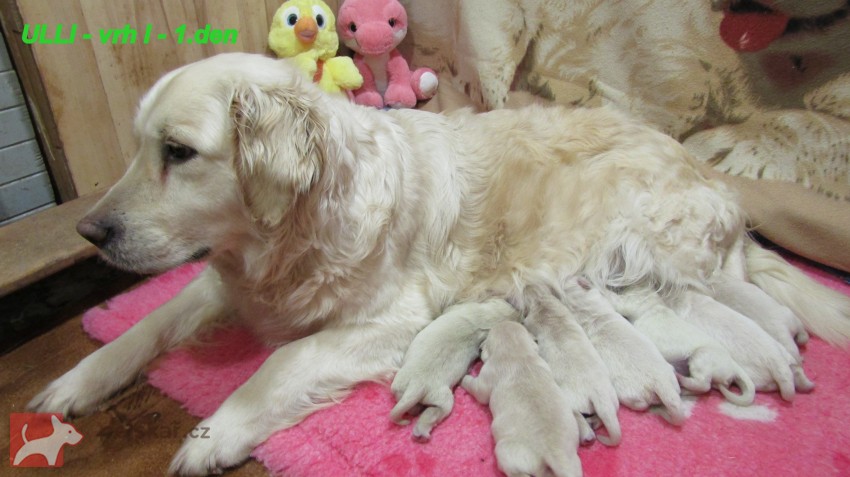 Zlatý retrívr šť. s PP