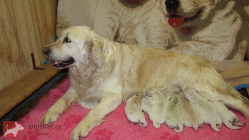 Zlatý retrívr šť. s PP