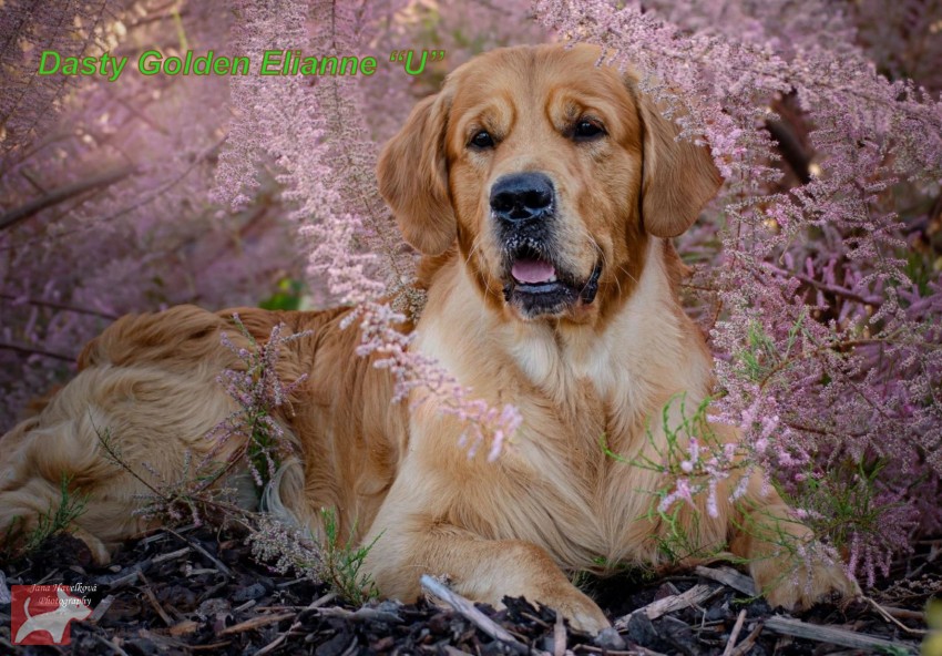 Zlatý retrívr šť. s PP