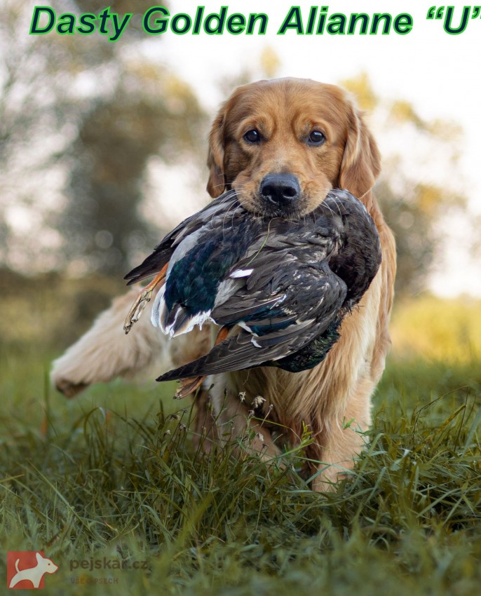 Zlatý retrívr šť. s PP