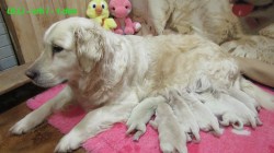 Inzerce psů Zlatý retrívr šť. s PP