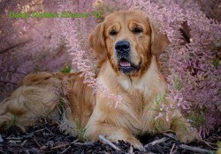 Zlatý retrívr šť. s PP