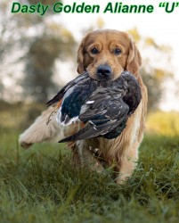 Zlatý retrívr šť. s PP