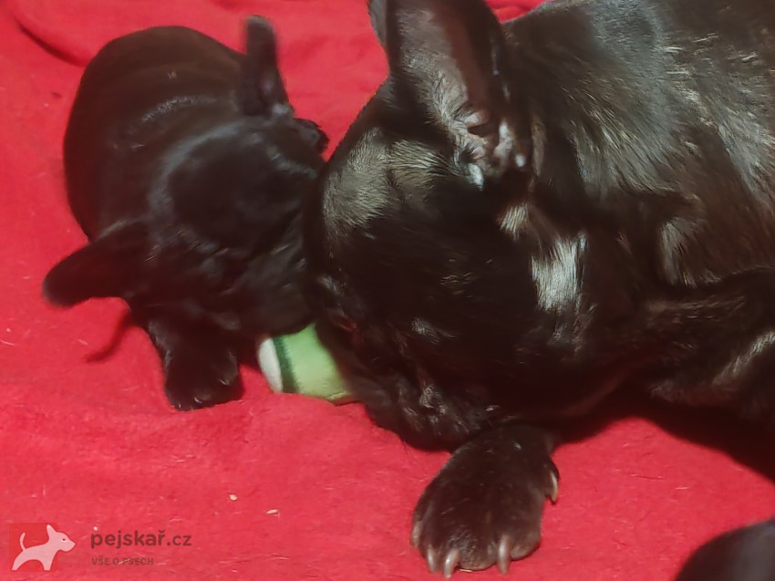 Francouzský buldoček štěňata s PP