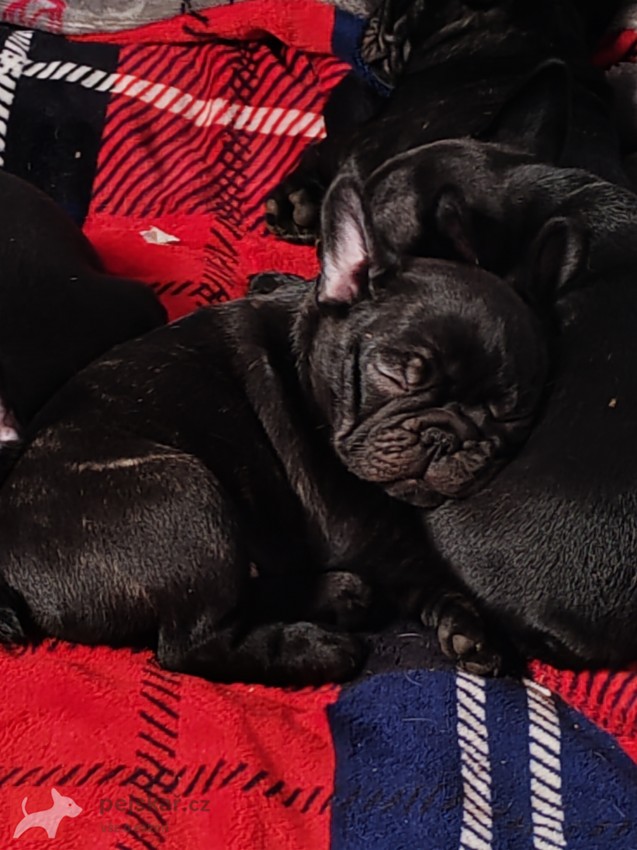 Francouzský buldoček štěňata s PP
