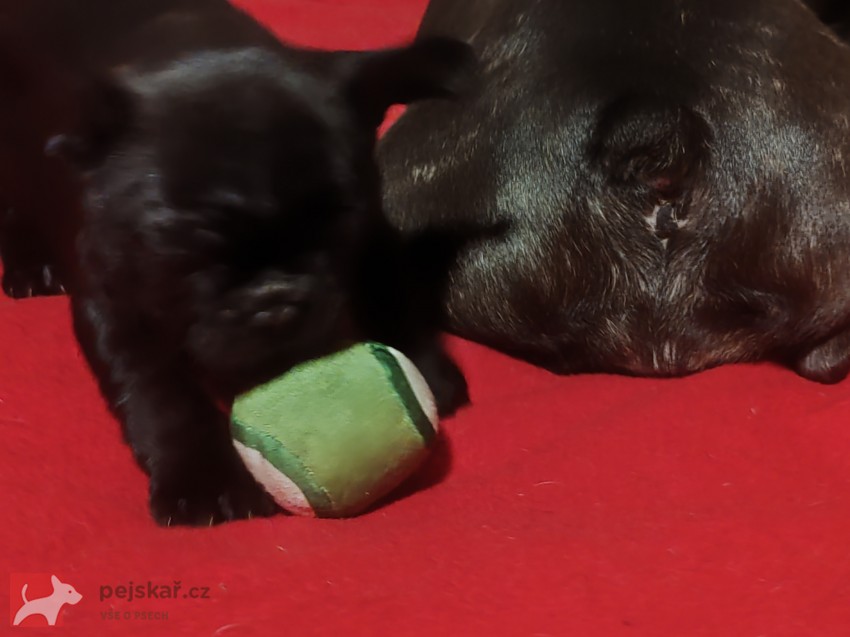 Francouzský buldoček štěňata s PP