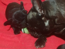 Inzerce psů Francouzský buldoček štěňata s PP