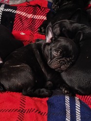 Francouzský buldoček štěňata s PP