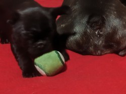 Francouzský buldoček štěňata s PP