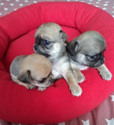 Inzerce psů Čivava s PP