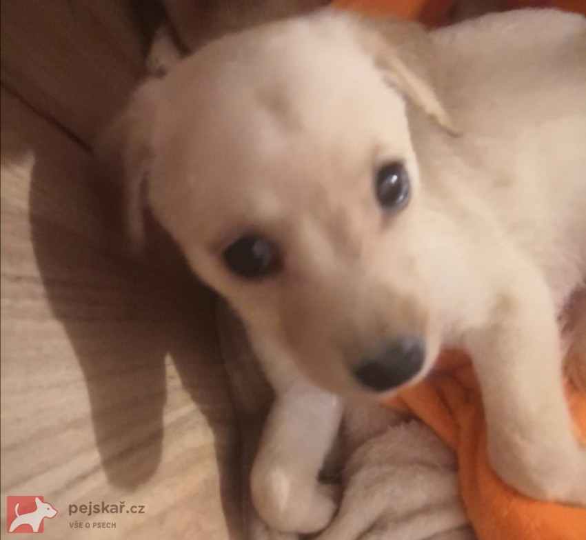 Štěňátka kříženci labradora