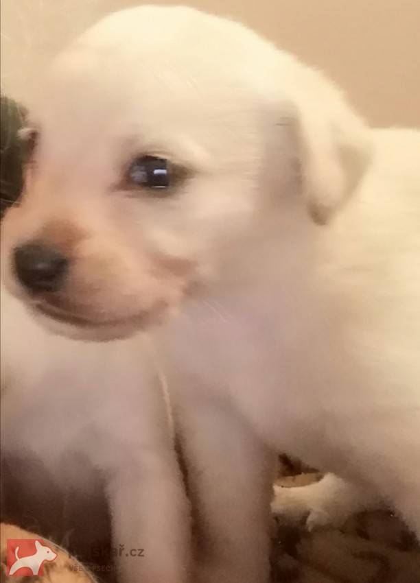 Štěňátka kříženci labradora
