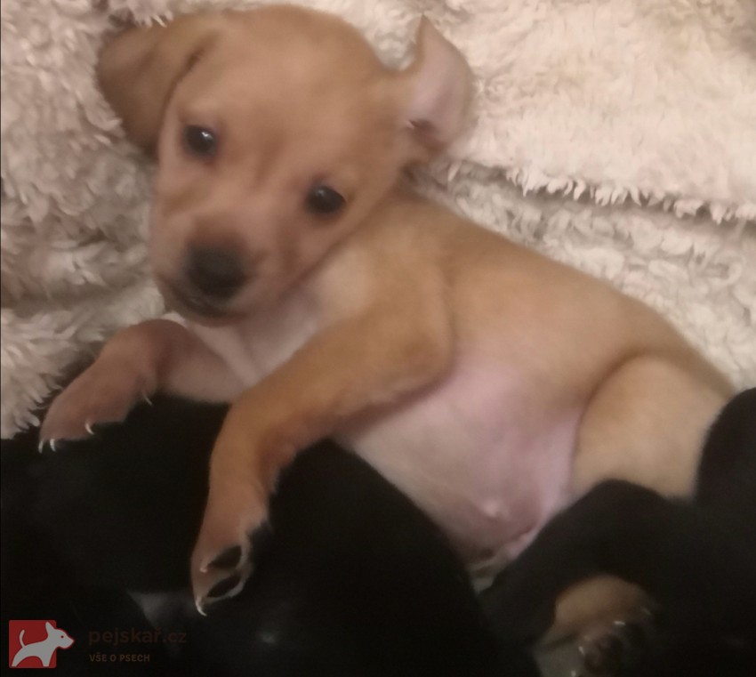 Štěňátka kříženci labradora