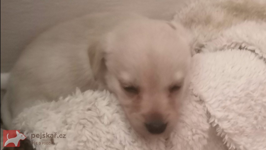 Štěňátka kříženci labradora