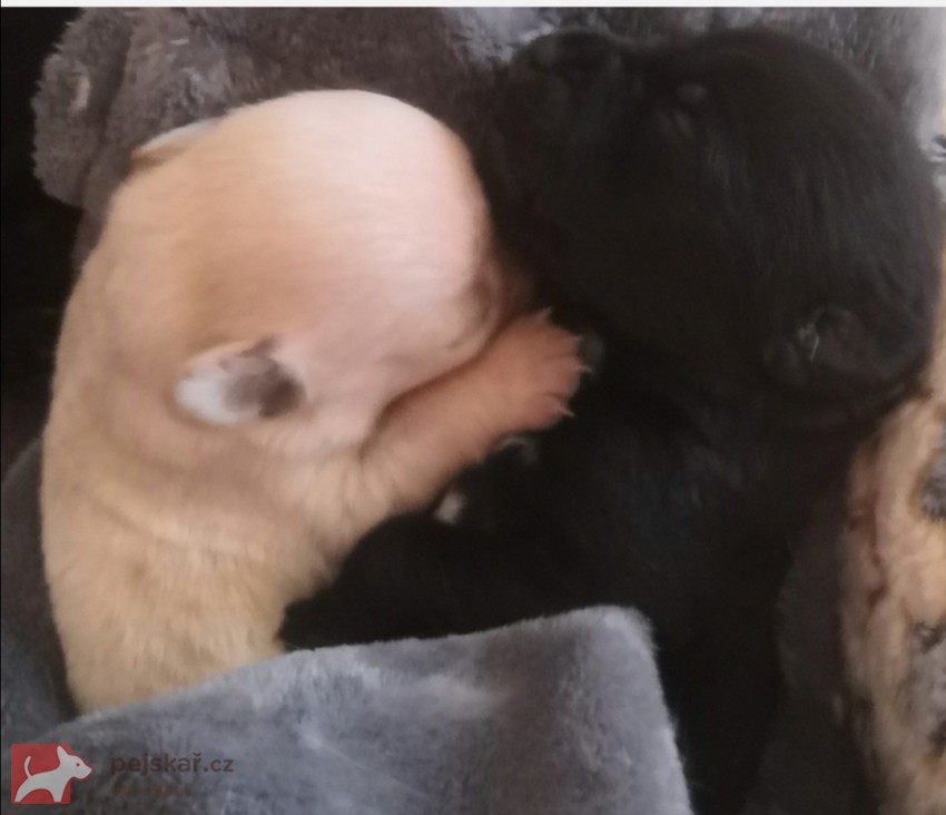 Štěňátka kříženci labradora