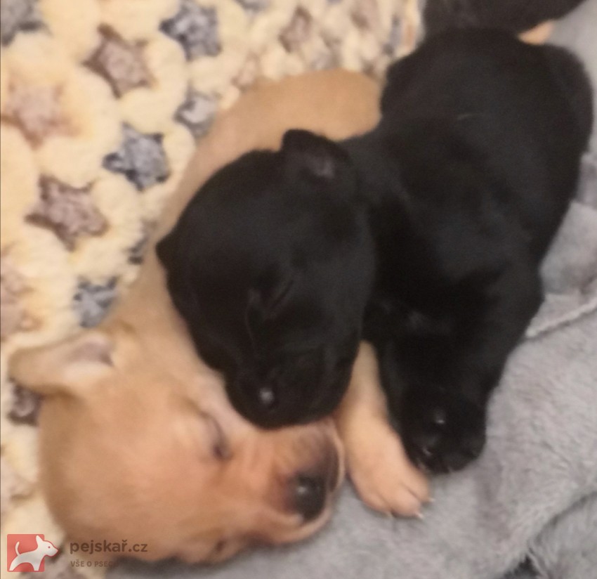 Štěňátka kříženci labradora