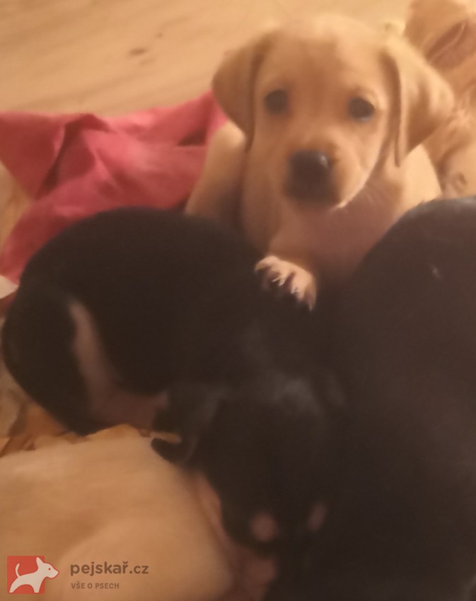 Štěňátka kříženci labradora