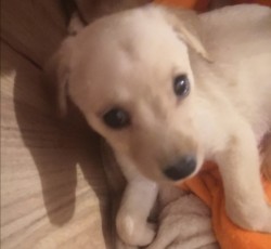 Inzerce psů Štěňátka kříženci labradora