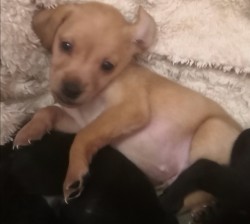 Štěňátka kříženci labradora