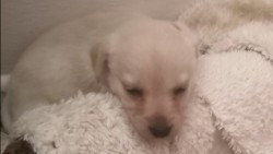 Štěňátka kříženci labradora