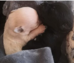 Štěňátka kříženci labradora